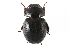  ( - CCDB-23511-G06)  @11 [ ] CreativeCommons - Attribution (2015) CBG Photography Group Centre for Biodiversity Genomics