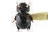  ( - CCDB-23511-G08)  @11 [ ] CreativeCommons - Attribution (2015) CBG Photography Group Centre for Biodiversity Genomics