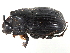 ( - CCDB-23512-C04)  @11 [ ] CreativeCommons - Attribution (2015) CBG Photography Group Centre for Biodiversity Genomics