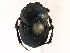  ( - CCDB-23512-F01)  @11 [ ] CreativeCommons - Attribution (2015) CBG Photography Group Centre for Biodiversity Genomics
