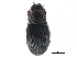  ( - CCDB-23513-C10)  @13 [ ] CreativeCommons - Attribution (2015) CBG Photography Group Centre for Biodiversity Genomics