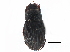 ( - CCDB-23513-C11)  @13 [ ] CreativeCommons - Attribution (2015) CBG Photography Group Centre for Biodiversity Genomics