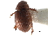  ( - CCDB-23513-D01)  @11 [ ] CreativeCommons - Attribution (2015) CBG Photography Group Centre for Biodiversity Genomics