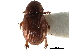  ( - CCDB-23513-D02)  @11 [ ] CreativeCommons - Attribution (2015) CBG Photography Group Centre for Biodiversity Genomics