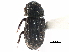  ( - CCDB-23513-D12)  @11 [ ] CreativeCommons - Attribution (2015) CBG Photography Group Centre for Biodiversity Genomics