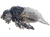  ( - CCDB-23514-A08)  @11 [ ] CreativeCommons - Attribution (2015) CBG Photography Group Centre for Biodiversity Genomics