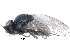  ( - CCDB-23514-A09)  @11 [ ] CreativeCommons - Attribution (2015) CBG Photography Group Centre for Biodiversity Genomics
