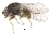  (Malloewia aequa - CCDB-23514-A12)  @15 [ ] CreativeCommons - Attribution (2015) CBG Photography Group Centre for Biodiversity Genomics