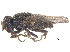  ( - CCDB-23514-E12)  @13 [ ] CreativeCommons - Attribution (2015) CBG Photography Group Centre for Biodiversity Genomics