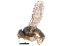  (Microcercis albipalpis - CCDB-23514-G04)  @15 [ ] CreativeCommons - Attribution (2015) CBG Photography Group Centre for Biodiversity Genomics