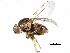  ( - CCDB-23515-A05)  @15 [ ] CreativeCommons - Attribution (2015) CBG Photography Group Centre for Biodiversity Genomics