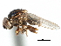  ( - CCDB-23515-A07)  @14 [ ] CreativeCommons - Attribution (2015) CBG Photography Group Centre for Biodiversity Genomics