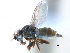  (Thaumatomyia pulla - CCDB-23515-A12)  @14 [ ] CreativeCommons - Attribution (2015) CBG Photography Group Centre for Biodiversity Genomics