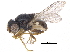  (Liohippelates bishoppi - CCDB-23515-C07)  @15 [ ] CreativeCommons - Attribution (2015) CBG Photography Group Centre for Biodiversity Genomics