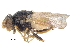  ( - CCDB-23515-C10)  @11 [ ] CreativeCommons - Attribution (2015) CBG Photography Group Centre for Biodiversity Genomics