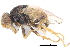  ( - CCDB-23515-C11)  @11 [ ] CreativeCommons - Attribution (2015) CBG Photography Group Centre for Biodiversity Genomics