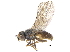  (Microcercis bispina - CCDB-23515-E08)  @14 [ ] CreativeCommons - Attribution (2015) CBG Photography Group Centre for Biodiversity Genomics
