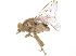  ( - CCDB-23515-F11)  @11 [ ] CreativeCommons - Attribution (2015) CBG Photography Group Centre for Biodiversity Genomics