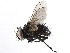  ( - CCDB-23516-C03)  @11 [ ] CreativeCommons - Attribution (2015) CBG Photography Group Centre for Biodiversity Genomics