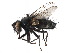  (Nilea - CCDB-23516-D01)  @15 [ ] CreativeCommons - Attribution (2015) CBG Photography Group Centre for Biodiversity Genomics
