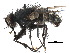  ( - CCDB-23516-D05)  @11 [ ] CreativeCommons - Attribution (2015) CBG Photography Group Centre for Biodiversity Genomics