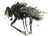  ( - CCDB-23516-D06)  @11 [ ] CreativeCommons - Attribution (2015) CBG Photography Group Centre for Biodiversity Genomics