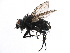  ( - CCDB-23516-E07)  @11 [ ] CreativeCommons - Attribution (2015) CBG Photography Group Centre for Biodiversity Genomics