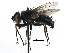  (Phebellia - CCDB-23516-G01)  @15 [ ] CreativeCommons - Attribution (2015) CBG Photography Group Centre for Biodiversity Genomics