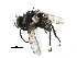  ( - CCDB-23517-A10)  @12 [ ] CreativeCommons - Attribution (2015) CBG Photography Group Centre for Biodiversity Genomics