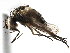  (Siphona futilis - CCDB-23517-A12)  @14 [ ] CreativeCommons - Attribution (2015) CBG Photography Group Centre for Biodiversity Genomics