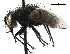  (Siphosturmia - CCDB-23517-B08)  @15 [ ] CreativeCommons - Attribution (2015) CBG Photography Group Centre for Biodiversity Genomics