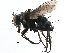  (Thelairodoria setinervis - CCDB-23517-E10)  @14 [ ] CreativeCommons - Attribution (2015) CBG Photography Group Centre for Biodiversity Genomics