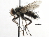  ( - CCDB-23517-F06)  @14 [ ] CreativeCommons - Attribution (2015) CBG Photography Group Centre for Biodiversity Genomics
