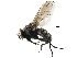  ( - CCDB-23517-H04)  @11 [ ] CreativeCommons - Attribution (2015) CBG Photography Group Centre for Biodiversity Genomics