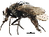  ( - CCDB-23517-H06)  @11 [ ] CreativeCommons - Attribution (2015) CBG Photography Group Centre for Biodiversity Genomics