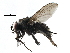  ( - CCDB-23517-H07)  @11 [ ] CreativeCommons - Attribution (2015) CBG Photography Group Centre for Biodiversity Genomics