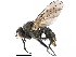  (Lasiomma - CCDB-23518-A11)  @15 [ ] CreativeCommons - Attribution (2015) CBG Photography Group Centre for Biodiversity Genomics