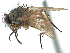  ( - CCDB-23518-D01)  @15 [ ] CreativeCommons - Attribution (2015) CBG Photography Group Centre for Biodiversity Genomics