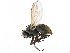 ( - CCDB-23518-E02)  @11 [ ] CreativeCommons - Attribution (2015) CBG Photography Group Centre for Biodiversity Genomics
