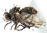  ( - CCDB-23518-E03)  @11 [ ] CreativeCommons - Attribution (2015) CBG Photography Group Centre for Biodiversity Genomics