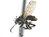  ( - CCDB-23518-E04)  @11 [ ] CreativeCommons - Attribution (2015) CBG Photography Group Centre for Biodiversity Genomics