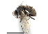  ( - CCDB-23518-E05)  @11 [ ] CreativeCommons - Attribution (2015) CBG Photography Group Centre for Biodiversity Genomics