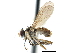  ( - CCDB-23518-E11)  @11 [ ] CreativeCommons - Attribution (2015) CBG Photography Group Centre for Biodiversity Genomics
