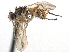  ( - CCDB-23518-E12)  @11 [ ] CreativeCommons - Attribution (2015) CBG Photography Group Centre for Biodiversity Genomics