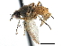  ( - CCDB-23518-F02)  @11 [ ] CreativeCommons - Attribution (2015) CBG Photography Group Centre for Biodiversity Genomics