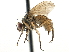  ( - CCDB-23518-F03)  @11 [ ] CreativeCommons - Attribution (2015) CBG Photography Group Centre for Biodiversity Genomics
