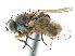  ( - CCDB-23518-F04)  @13 [ ] CreativeCommons - Attribution (2015) CBG Photography Group Centre for Biodiversity Genomics