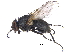  (Hydrotaea scambus - CCDB-23519-B04)  @16 [ ] CreativeCommons - Attribution (2015) CBG Photography Group Centre for Biodiversity Genomics