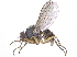  ( - CCDB-23519-E11)  @13 [ ] CreativeCommons - Attribution (2015) CBG Photography Group Centre for Biodiversity Genomics