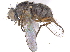  (Neodexiopsis ovata - CCDB-23519-F04)  @11 [ ] CreativeCommons - Attribution (2015) CBG Photography Group Centre for Biodiversity Genomics